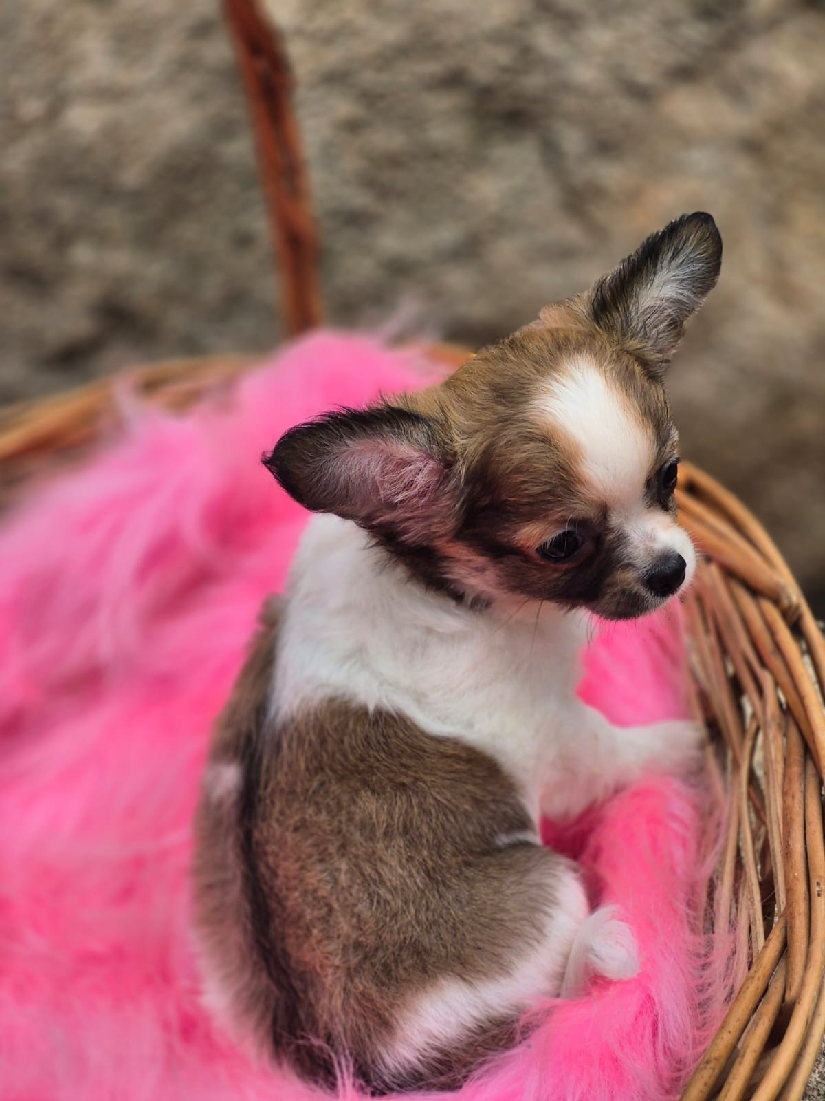 Chihuahua